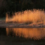 Early Spring in Hiiumaa, April 2026