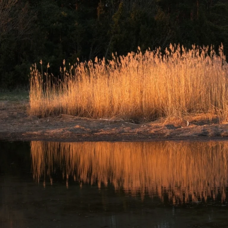Early Spring in Hiiumaa, April 2026