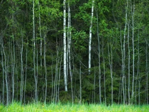 Spring in Vastseliina, 2026