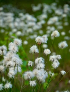 Spring in Vastseliina, 2026